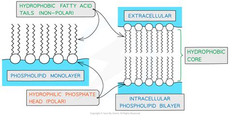 Cell Membranes 22 Edexcel International A Level Biology Revision