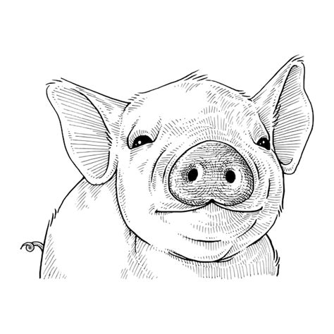 Premium Vector Cute Pig Hand Drawn Illustration