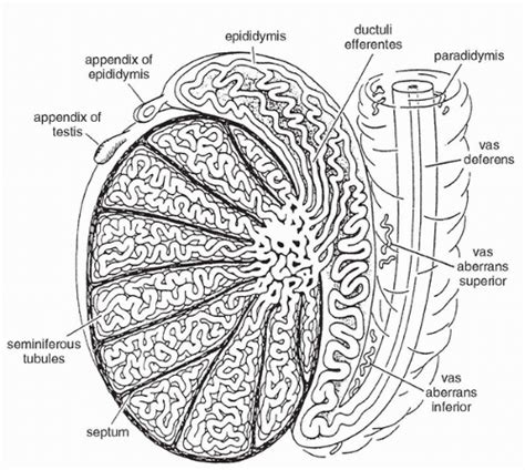 Rete Testis Diagram