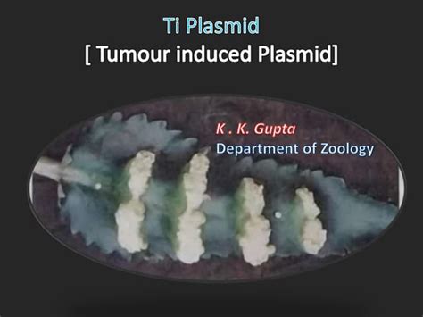 Ti plasmid vector | PPT | Free Download