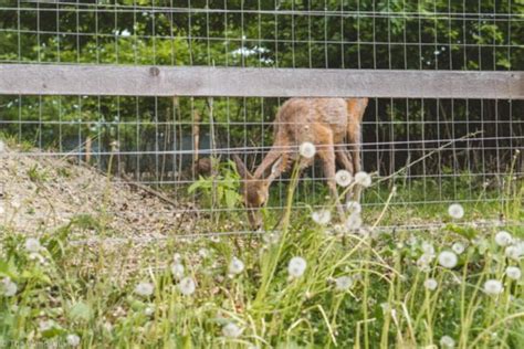 Plan A Day Trip To Libearty Bear Sanctuary From Brasov