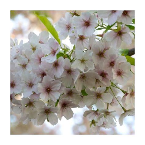 Prunus Umineko Cherry Blossom Tree Cheap Fruit Trees Store