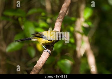 New Zealand Bellbirds Are Nectar Feeding Passerines Der Maori