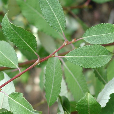 Salix Caprea Pendula Willow Arts Nursery Garden And Home Ltd