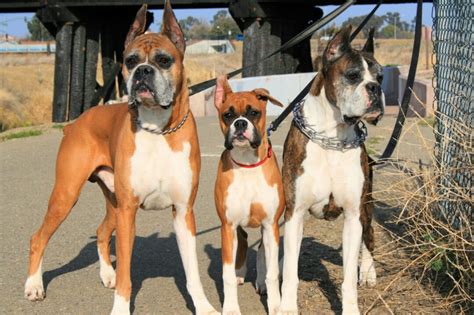 7 Colors and Types of the Boxer Dog Explained (With Pictures)