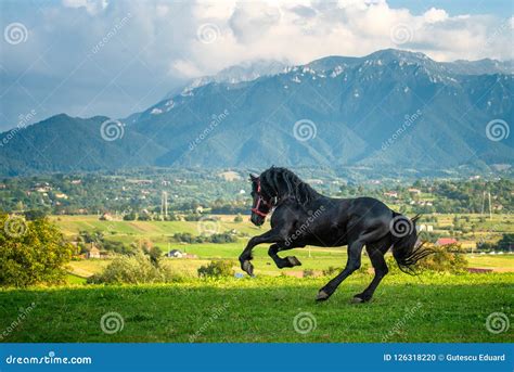 Black Friesian Horse Running at the Mountain Farm in Romania, Black ...