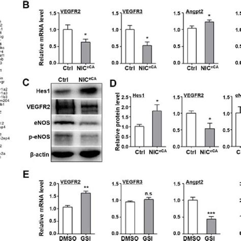 Endothelial Notch Activation Down Regulated Vegfr2 And Enos A