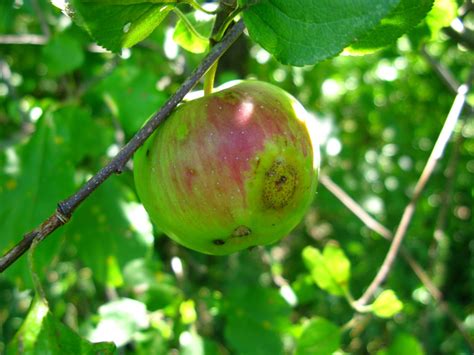 Juniper Rusts | Purdue University Facts for Fancy Fruit
