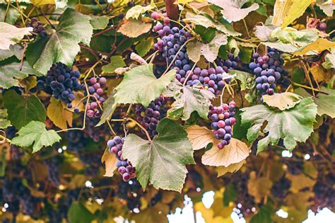 autumn grapes stock photo  image  agriculture autumn