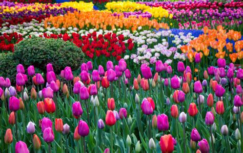 Skagit Valley Tulip Festival 2021: 10 Things to Know Before You Go!