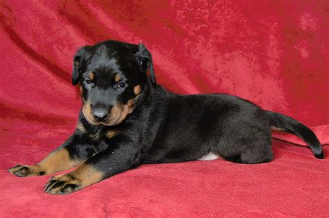 Puppies - Beauceron | Puppies for sale | DOGVA.com