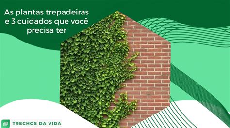 As Plantas Trepadeiras E 3 Cuidados Que Você Precisa Ter