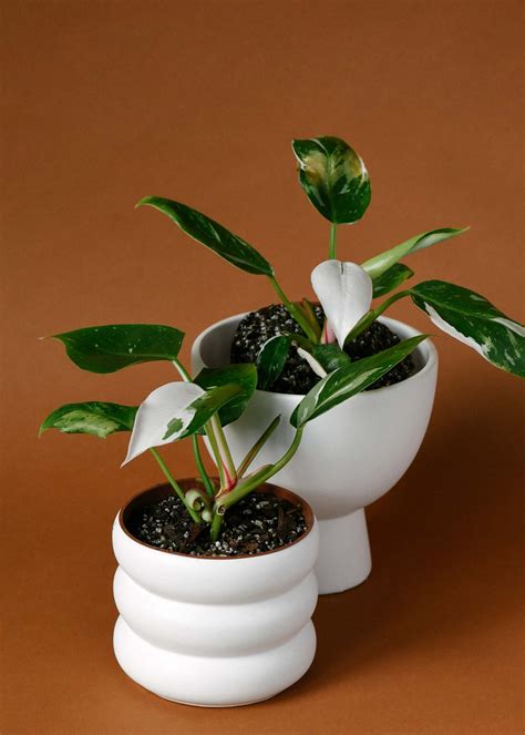 Philodendron White Princess M Plant Circle