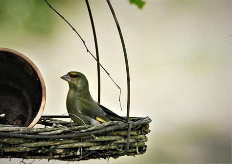 Greenfinch Finch Bird Feeding - Free photo on Pixabay