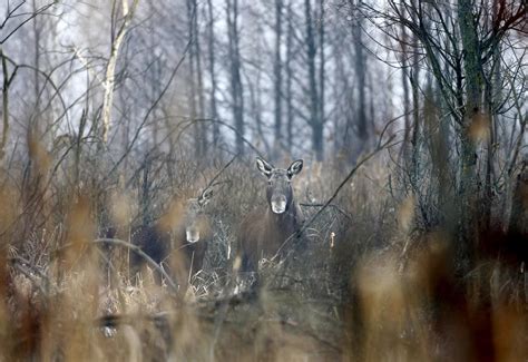 Chernobyl - Wilderness regained - Wildlife flourishes in Chernobyl - Pictures - CBS News