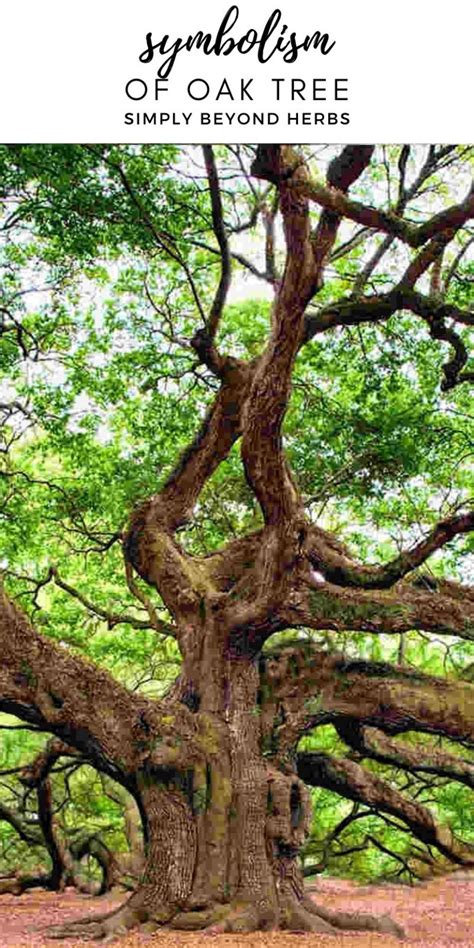 Mighty Oak Tree Symbolism: Ultimate Guide - SimplyBeyondHerbs