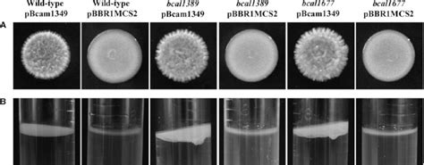 Colony Morphology On Ab Agar Medium A And Pellicle Formation In Download Scientific Diagram