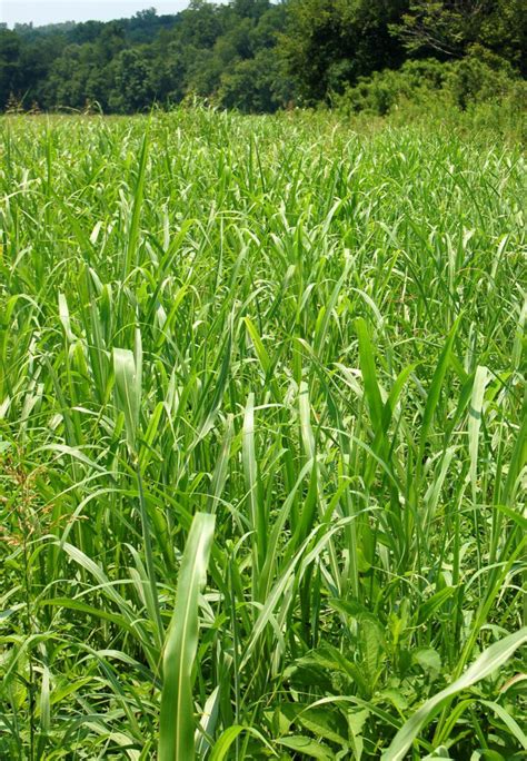 Uga Scientists Using 5 Million Grant To Combat Invasive Weed Johnsongrass Uga Today