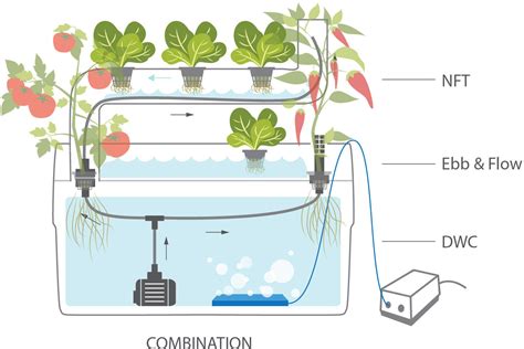 How Does Hydroponics Work