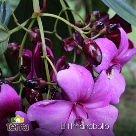 SabiasQué ElAmarrabollo como se le llama coloquialmente es un árbol