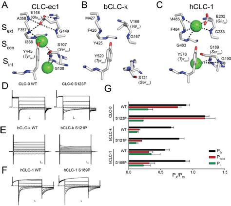 Structural Architecture And Ion Coordination In The Cl Pathway Of Clc