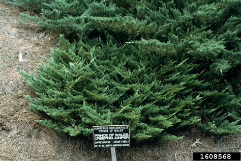 creeping juniper (Juniperus horizontalis)