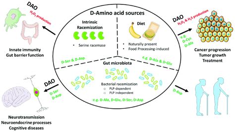 Schematic overview of d-amino acid sources and (d-amino acid oxidase ...