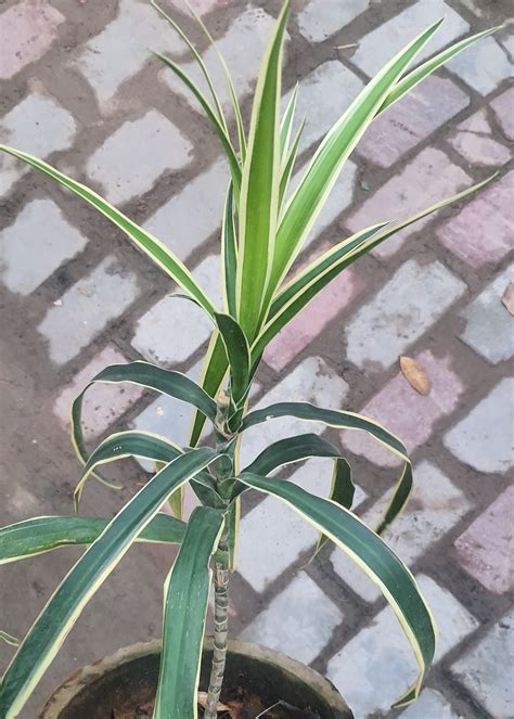 Variegated Dracaena Boota Pk