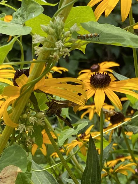 Black Eyed Susan Vinland Valley Nursery