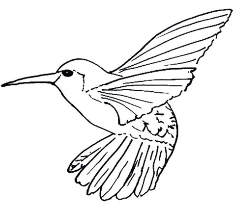 Hummingbird Flower Drawing | Free download on ClipArtMag