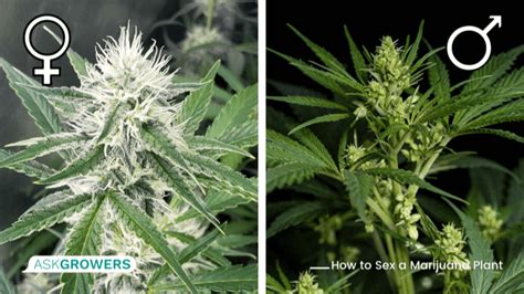 How To Sex A Pot Plant Female And Male Cannabis Plants Askgrowers