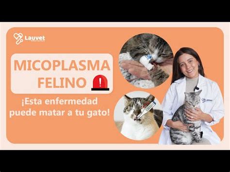 Micoplasma En Gatos S Ntomas Diagn Stico Y Tratamiento Doctor Online