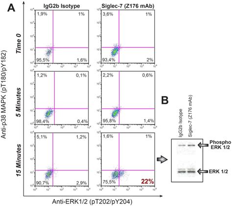 A Representative Phospho Flow Cytometry Dot Plot Graphs Showing The