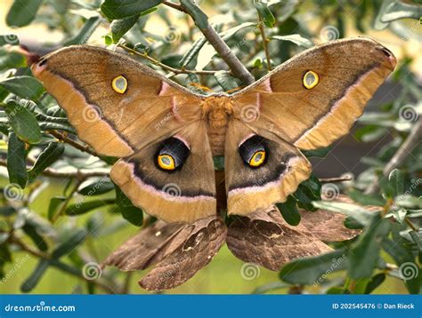 Polyphemus Moths Hooked Up In A Laurel Oak Tree Royalty Free Stock