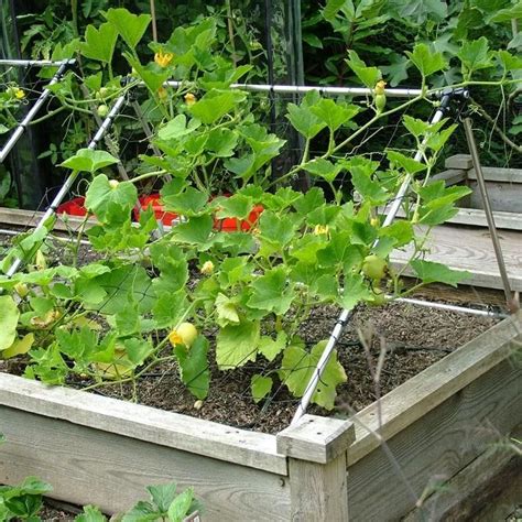 Summer Squash Trellis Hover Over Image To Zoom Vegetable Garden