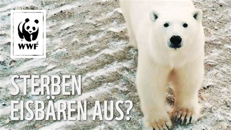 Sterben Eisb Ren Aus Klimawandel In Der Arktis Mit Anton Reyst Wwf