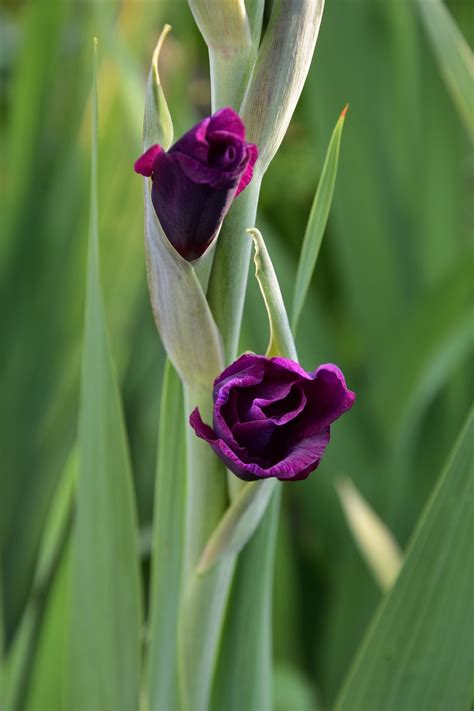 Gladiolen Blume Sommer Kostenloses Foto Auf Pixabay Pixabay