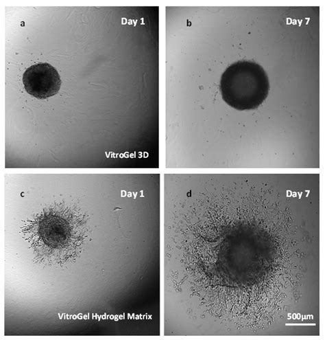 3d Spheroid Invasion Assay With The Xeno Free Bio Functional Vitrogel® Hydrogel Matrix