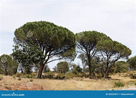 Pine Forest (Pinus Pinea), Provence, Southern France Stock Image ...