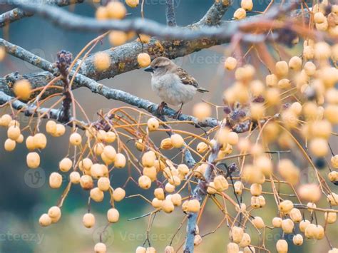 Passer domesticus Bird Photo 13137334 Stock Photo at Vecteezy