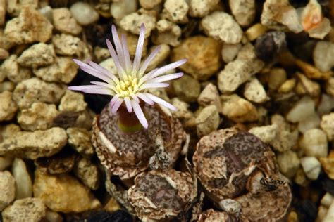 27 Septembre 2018 Conophytum Obcordellum Var Ceresianum Flickr