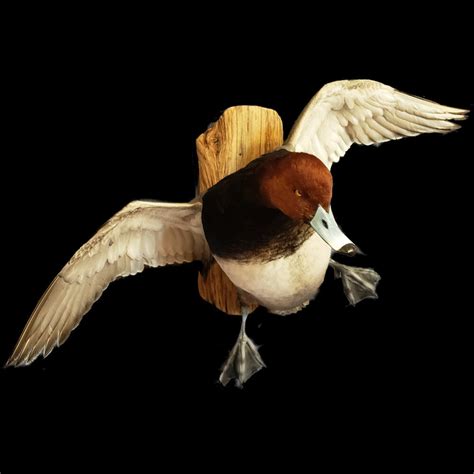 Canvasback Duck Mounts Canvasback Drake Mounts Duck Taxidermy