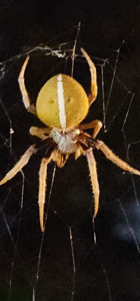 Can Someone Help Me Identify This Type Of Garden Spider I Think Found