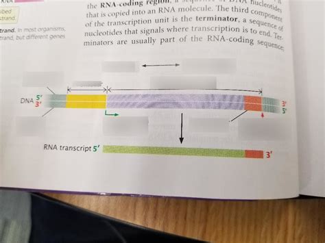 Transcription unit Diagram | Quizlet