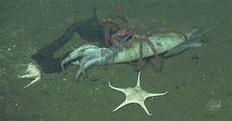 The Squid That Sink To The Oceans Floor When They Die The New York Times