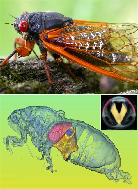 Periodic Cicadas Help Scientists Study Superfast Muscle | NIAMS Archives