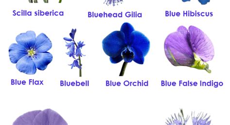 Names Of Blue Flowers List