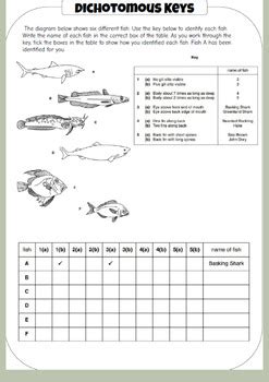 Dichotomous Keys Activity By Learnwithlaura Tpt