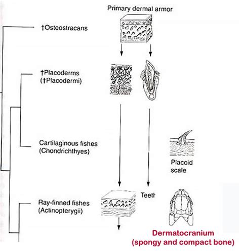 Evolution of the chordates