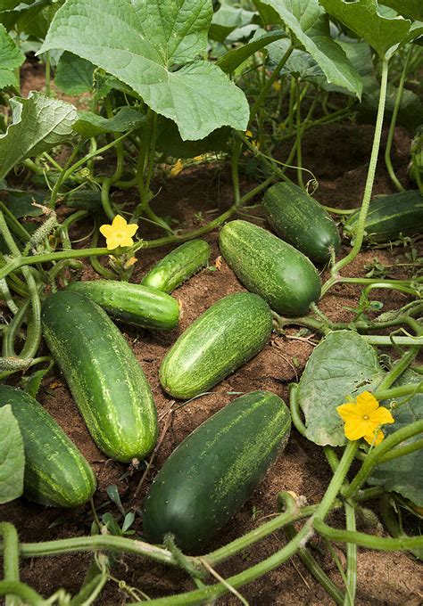 Pepino Cultivo Riego Y Cuidados Huerta Flor De Planta